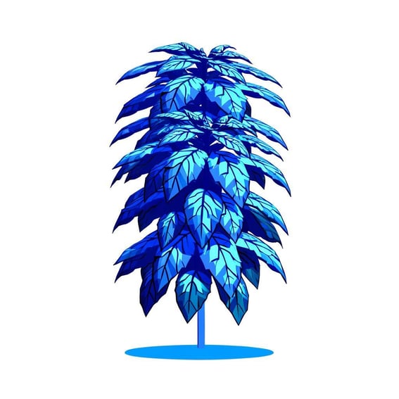 A blue plant