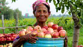 Woman with bucket of apples-1